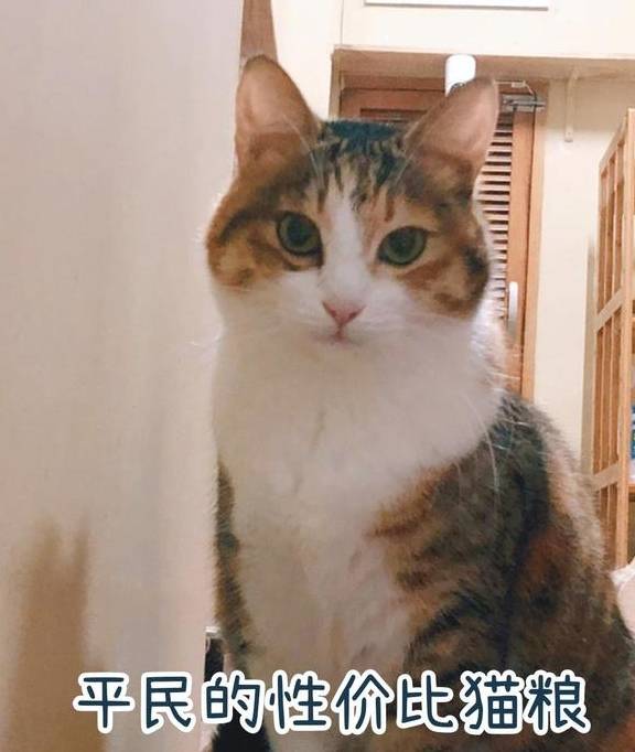 华为手机好又便宜的手机号
:猫粮哪个牌子好又便宜？性价比超高的平民天然猫粮推荐！